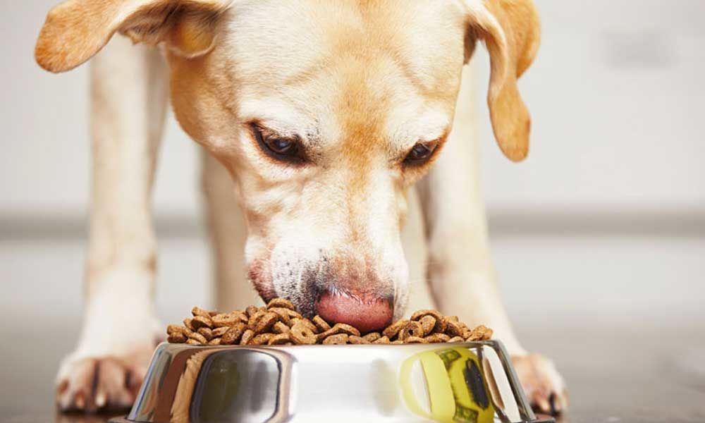 Healthy Life for Your Pet